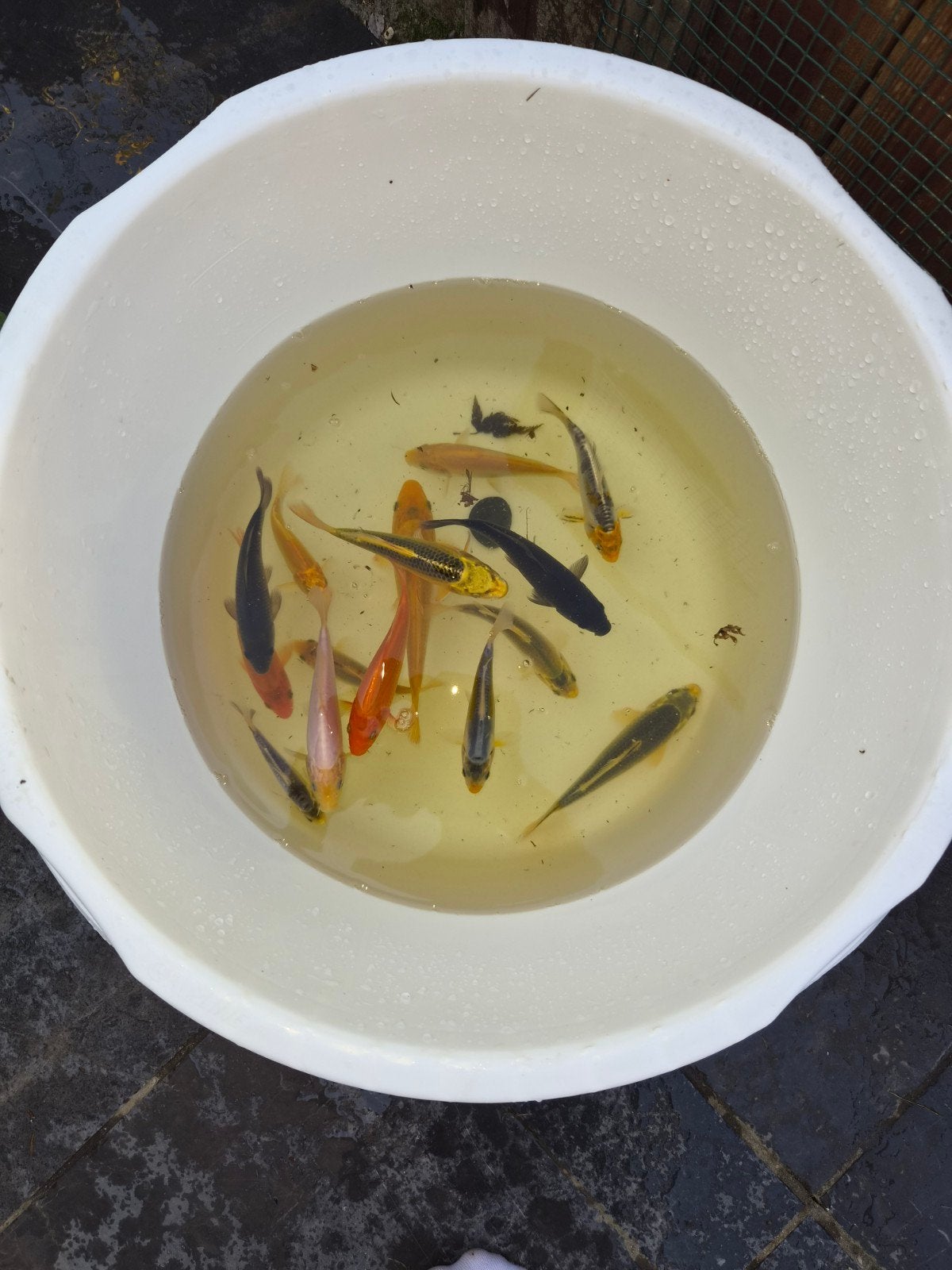 kweek japanse koi, Dieren en Toebehoren