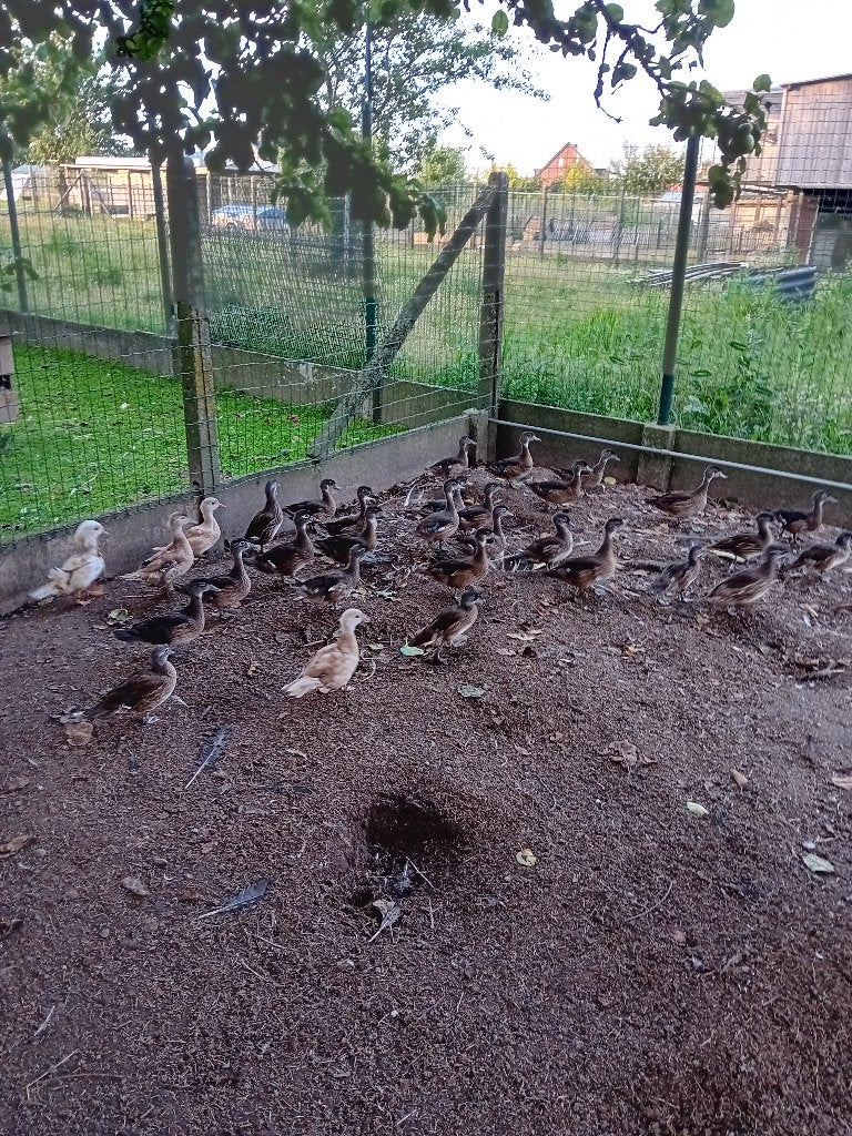 siereenden carolina en mandarijn eenden