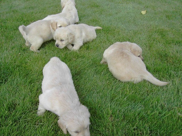 Chiots Golden Retriever, Golden retriever, Maladie de Carré (chiens), Plusieurs, Belgique