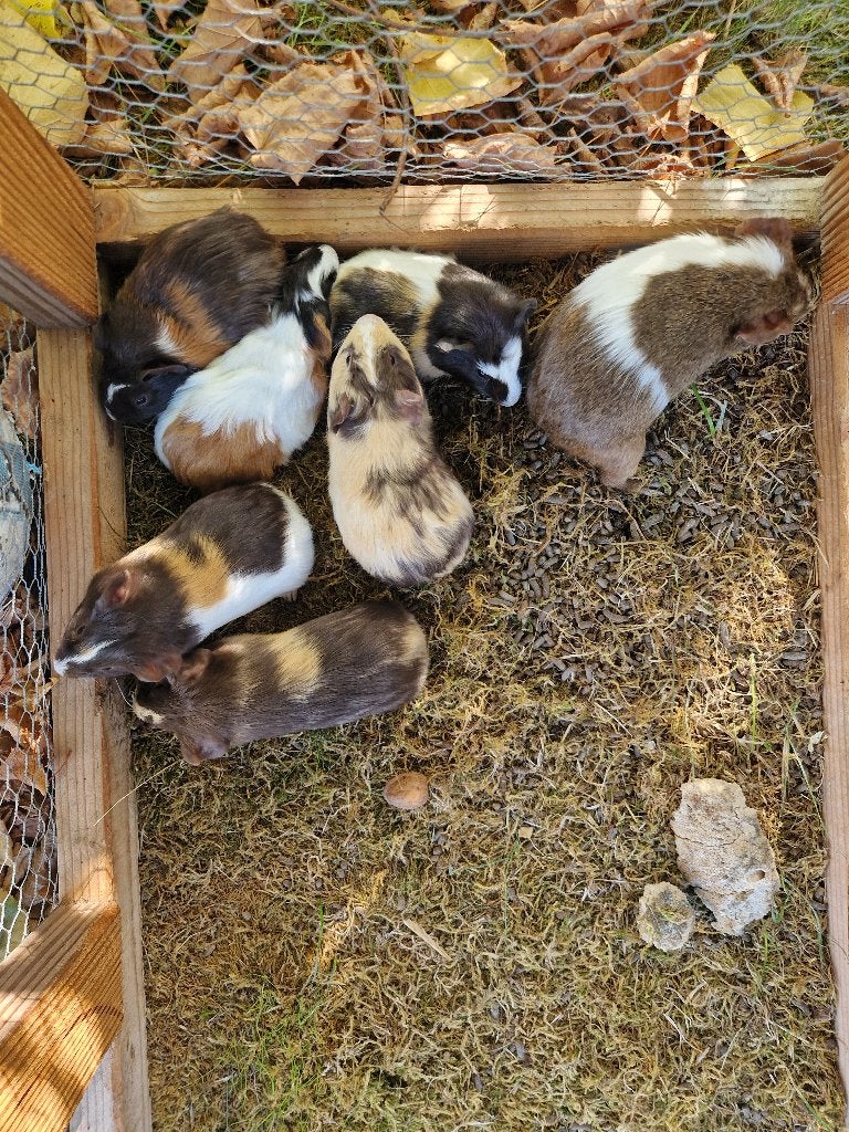 Cavia, Dieren en Toebehoren, Juli, Meerdere dieren, Cavia