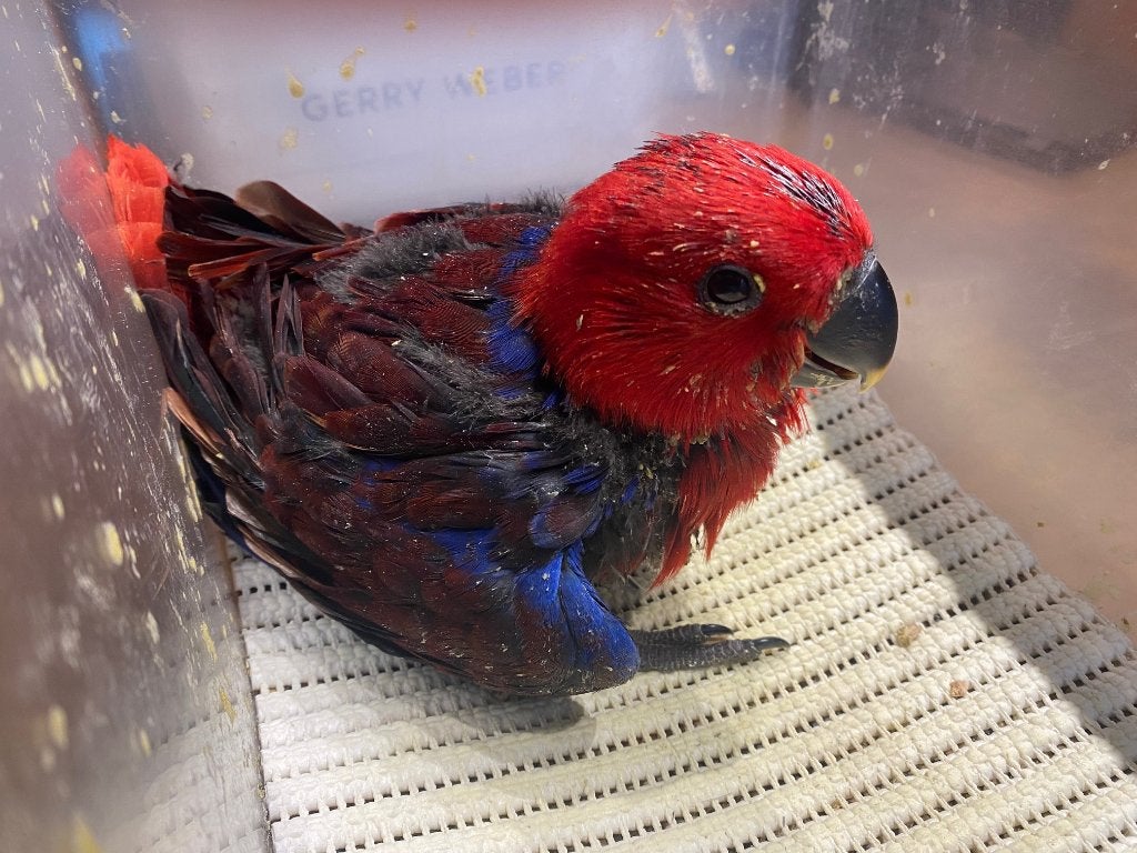 ❤️❤️️️️️️️️ Bébé éclectus femelle apprivoisé (rouge/bleu), Femelle, Perroquet, Parleur