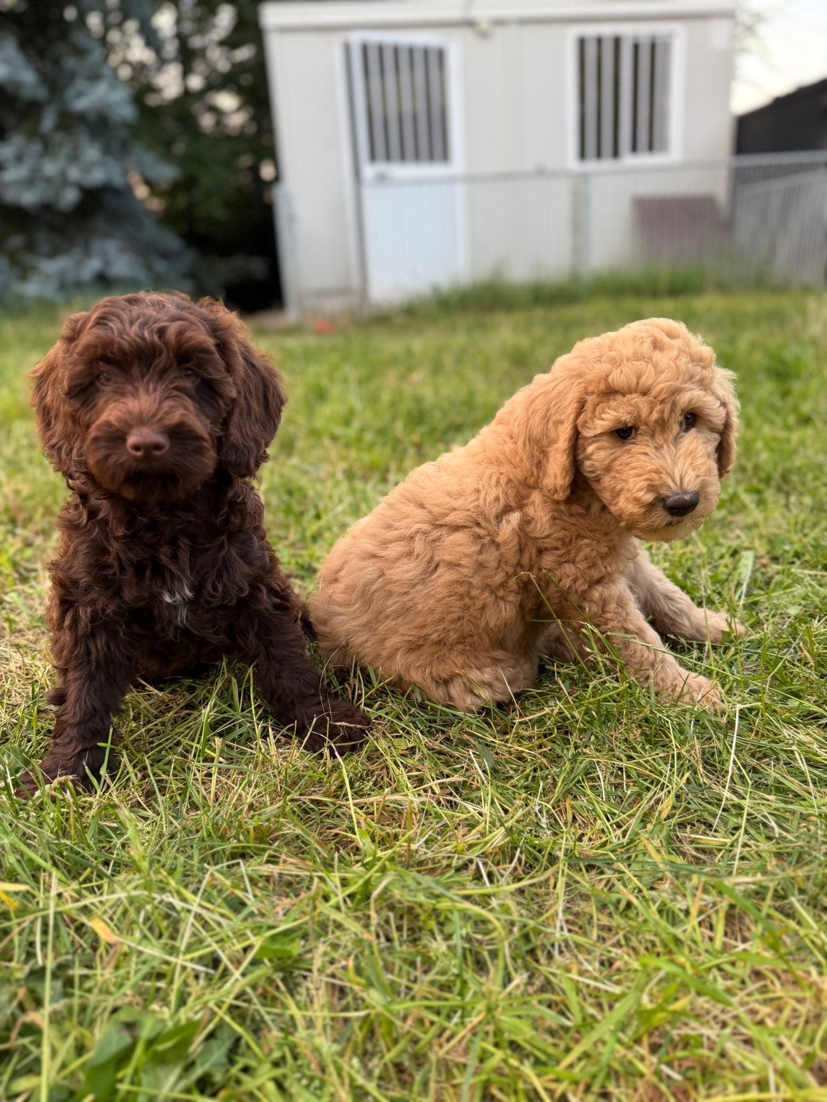 Mooie labradoodle pups!, Labrador retriever, Plusieurs, Hépatite contagieuse (maladie de Rubarth), Belgique