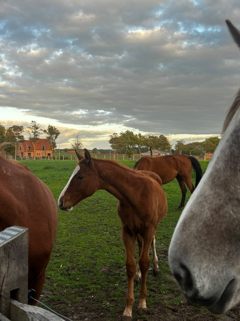 Hengstenveulen, lijn Geneve De Muze, Dieren en Toebehoren, Met stamboom, Springpaard, 0 tot 2 jaar, Hengst