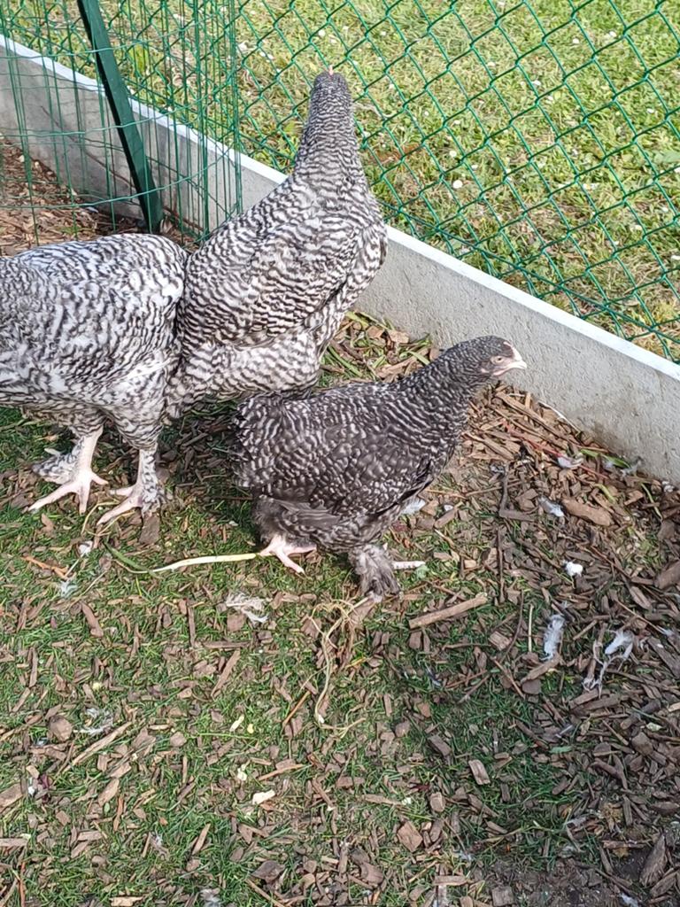 Hen mechelse koekoek