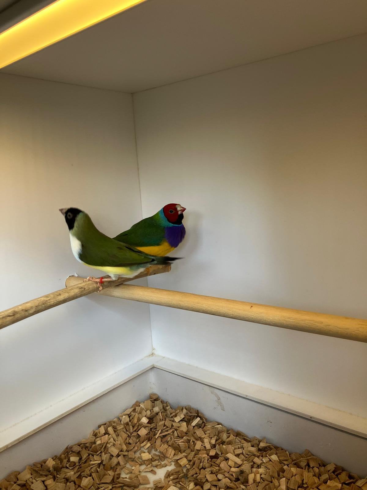 Koppel gouldamadines, Animaux & Accessoires