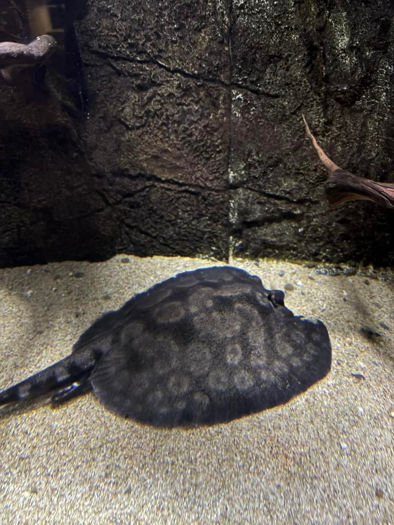 Potamotrygon hystrix man 25cm volwassen, Dieren en Toebehoren, Vissen | Aquariumvissen