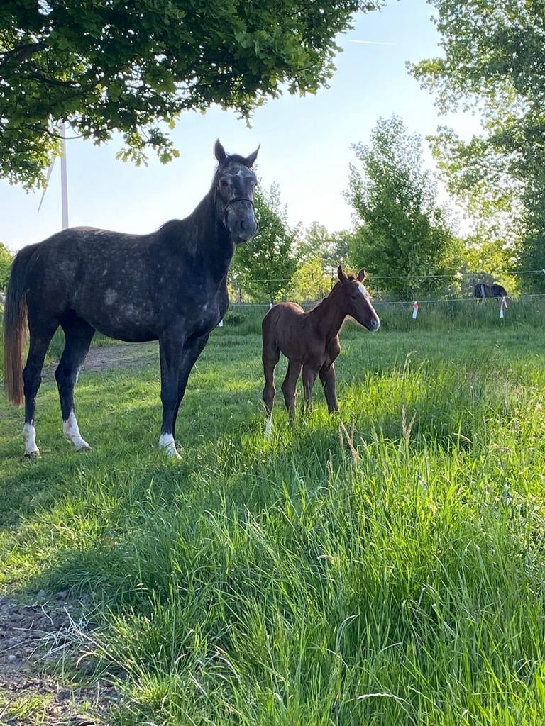 TE HUUR Birthalarm Light 2.0, Animaux & Accessoires, Chevaux & Poneys | Produits de soin, Enlèvement