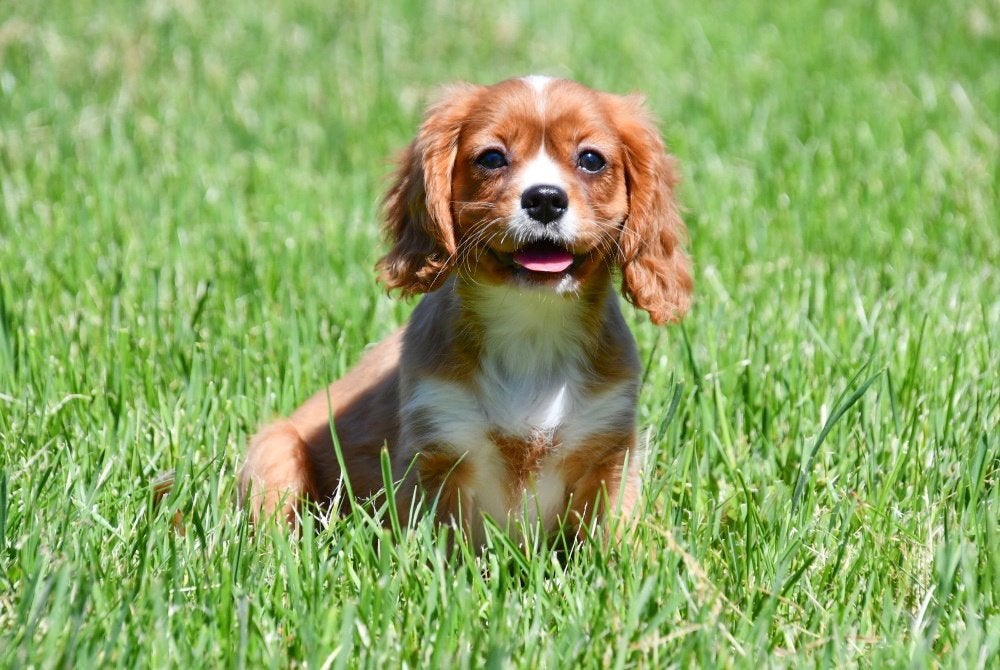 Cavalier King Charles pups te koop, 15 weken tot 1 jaar, Buitenland, Parvo, Meerdere