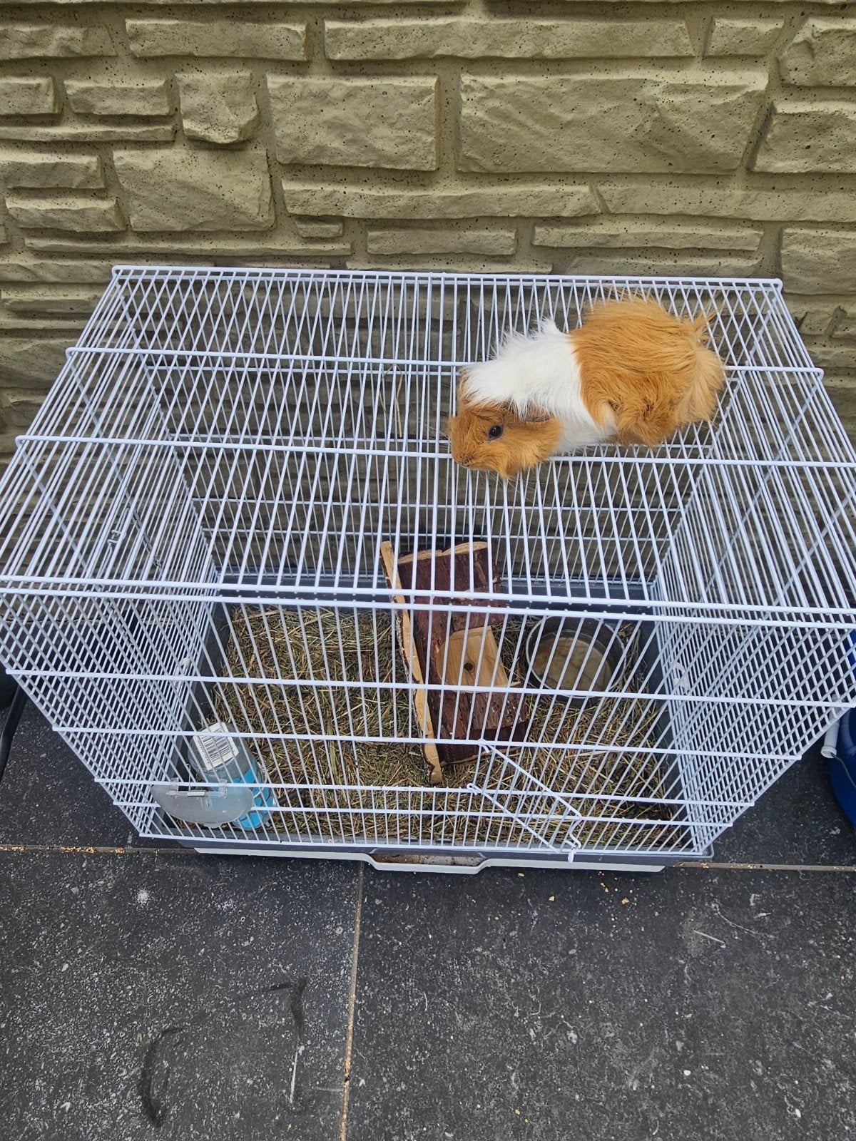 Cavia te koop, Ophalen, Kooi, Cavia