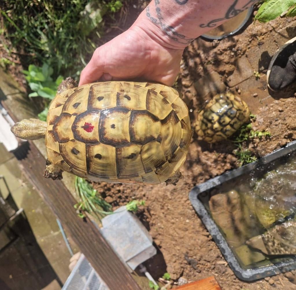 Tortue hermann boettgeri, Dieren en Toebehoren, Reptielen en Amfibieën, Schildpad