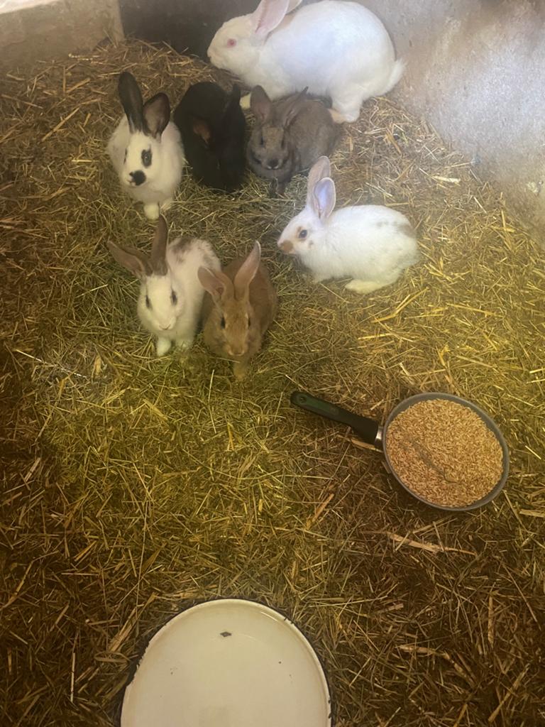 Jonge konijnen te koop., Dieren en Toebehoren, Meerdere dieren, Middelgroot, 0 tot 2 jaar