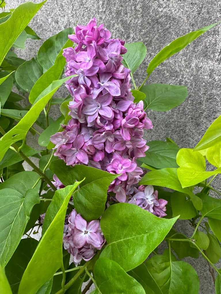 Syringa vulgaris “Katherine Havermeyer”, Tuin en Terras, Lente, 100 tot 250 cm, Ophalen, Volle zon