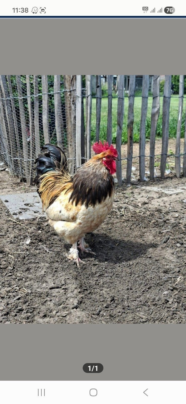 Haan, Dieren en Toebehoren, Pluimvee