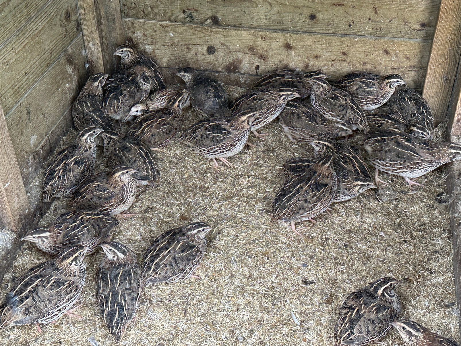 Japanse kwartels hennen en hanen, Dieren en Toebehoren, Pluimvee