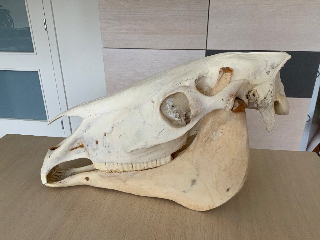 Paardenschedel, Enlèvement, Cheval, Bois ou Tête