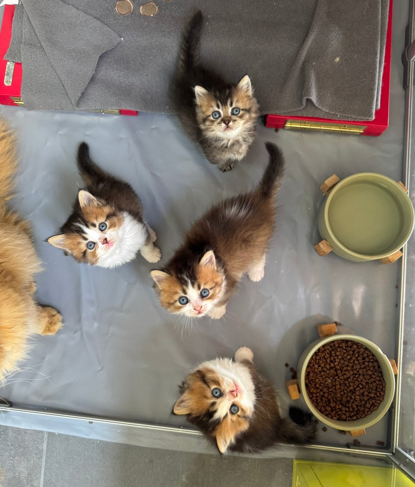 Munchkin non standaard kittens zoeken nog een huisje, Animaux & Accessoires, Chats & Chatons | Chats de race | Poil long, Chat