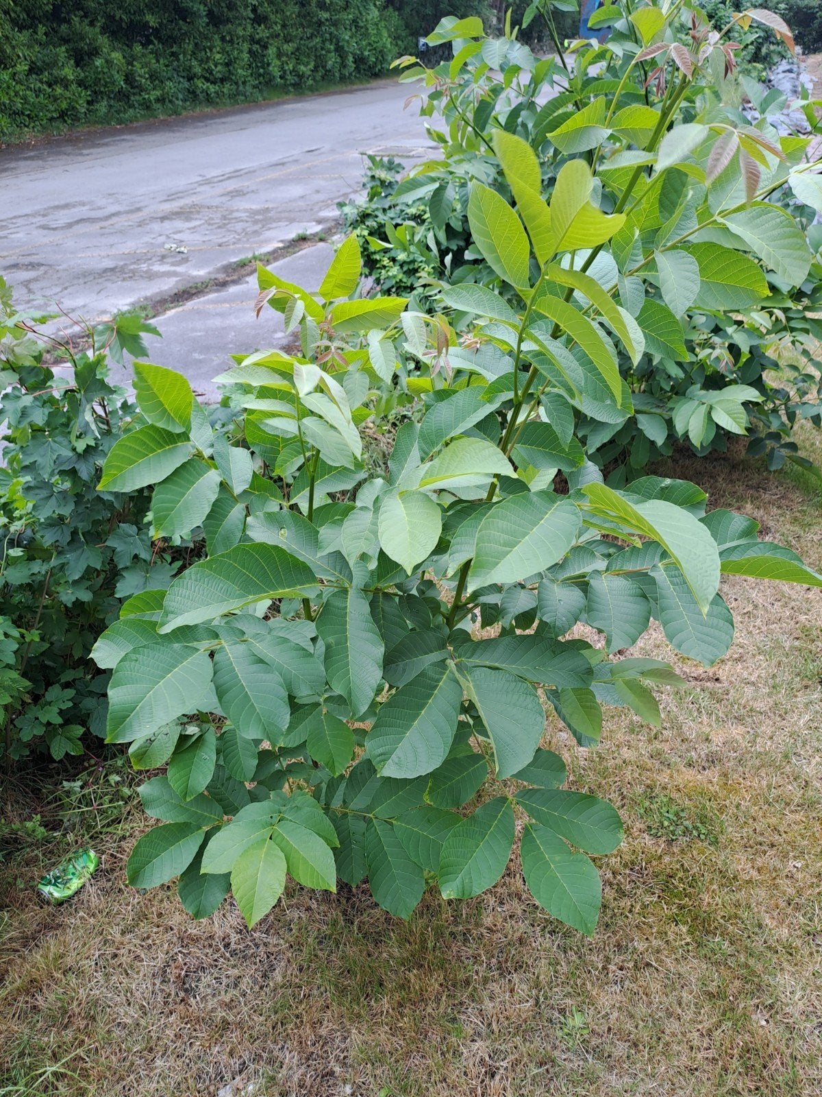 Notenboom, Tuin en Terras, Ophalen