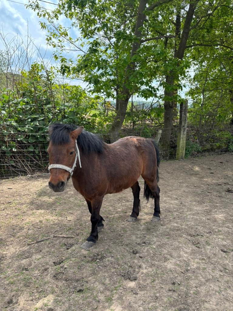 Pony / shetlander te koop, Merrie, Zadelmak, A pony (tot 1.17m), Met stamboom