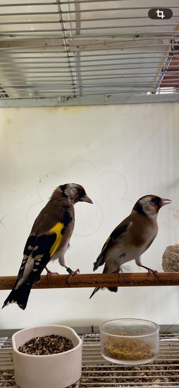 Petits chardonnerets, Animaux & Accessoires, Bagué