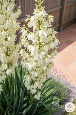 yucca, Autres espèces, Plein soleil, Été, Enlèvement