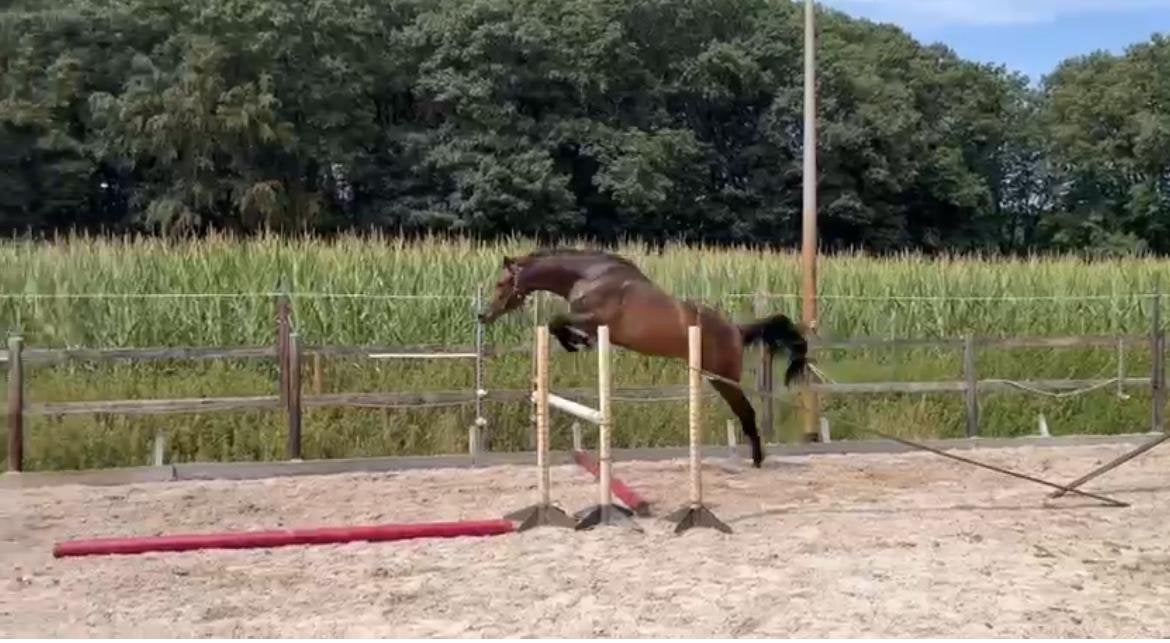 2,5 jarige springmerrie, Avec pedigree, 165 à 170 cm, Non dressé, Cheval de saut