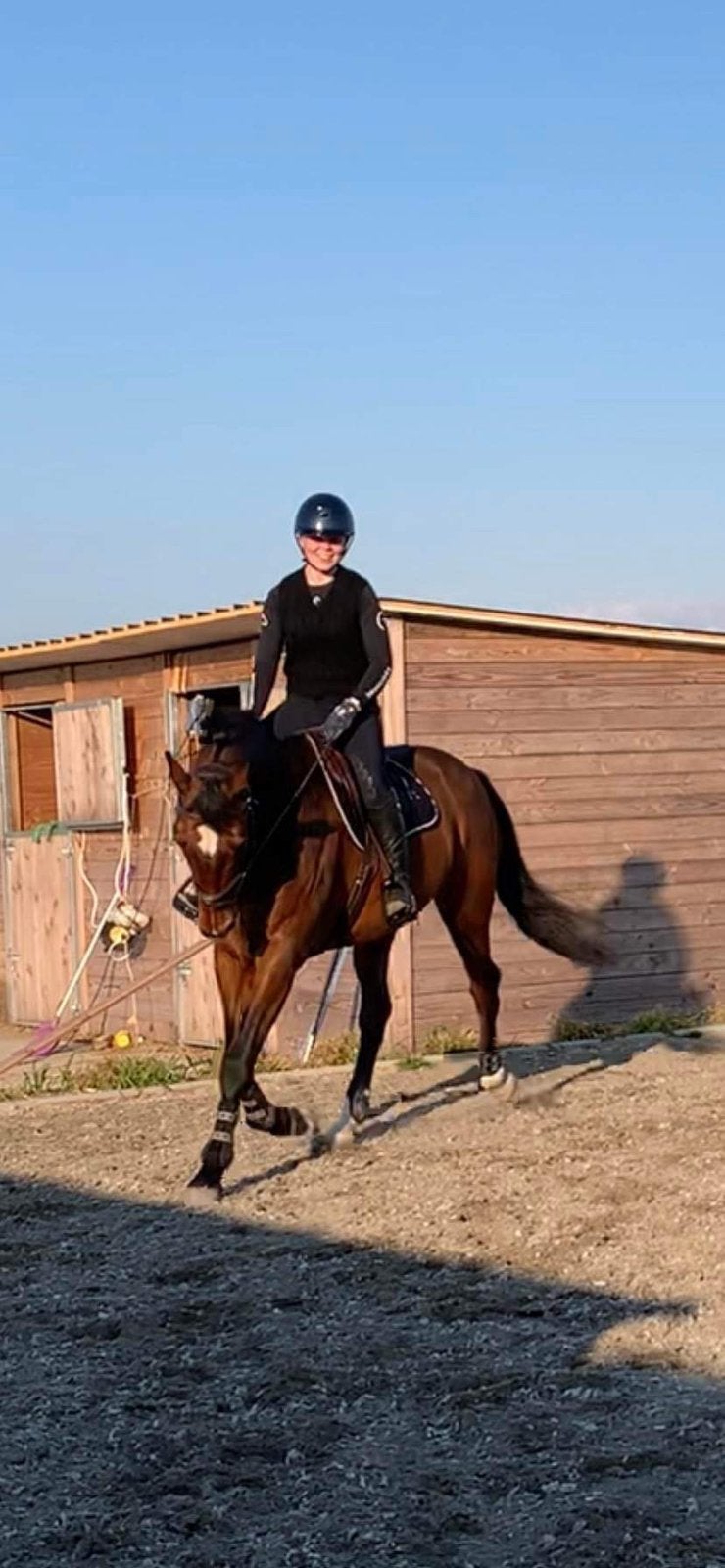 Ruiter zoekt paard, Dieren en Toebehoren