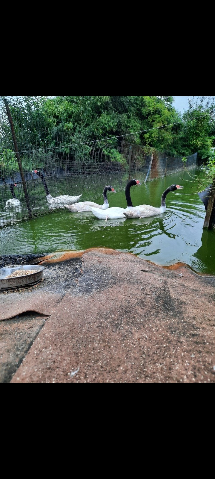 Zwarthalszwanen, Dieren en Toebehoren, Meerdere dieren, Gans of Zwaan