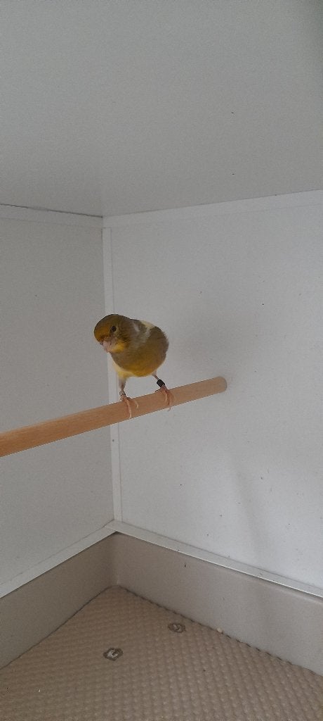 Canaries, Animaux & Accessoires