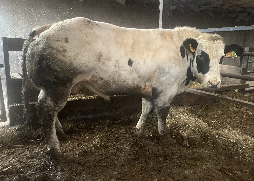 Vlot groeiende ingeschreven jonge dekstier, Dieren en Toebehoren, Mannelijk, 0 tot 2 jaar