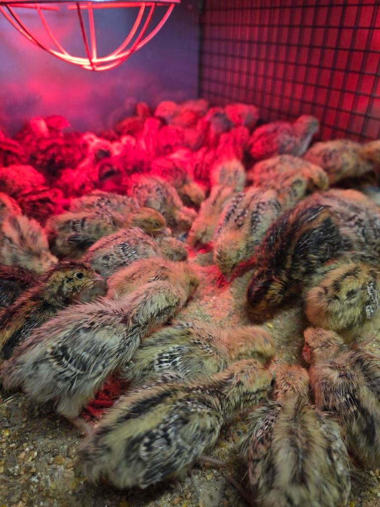 Poussins de caille géants japonais à vendre, Plusieurs animaux, Autres espèces