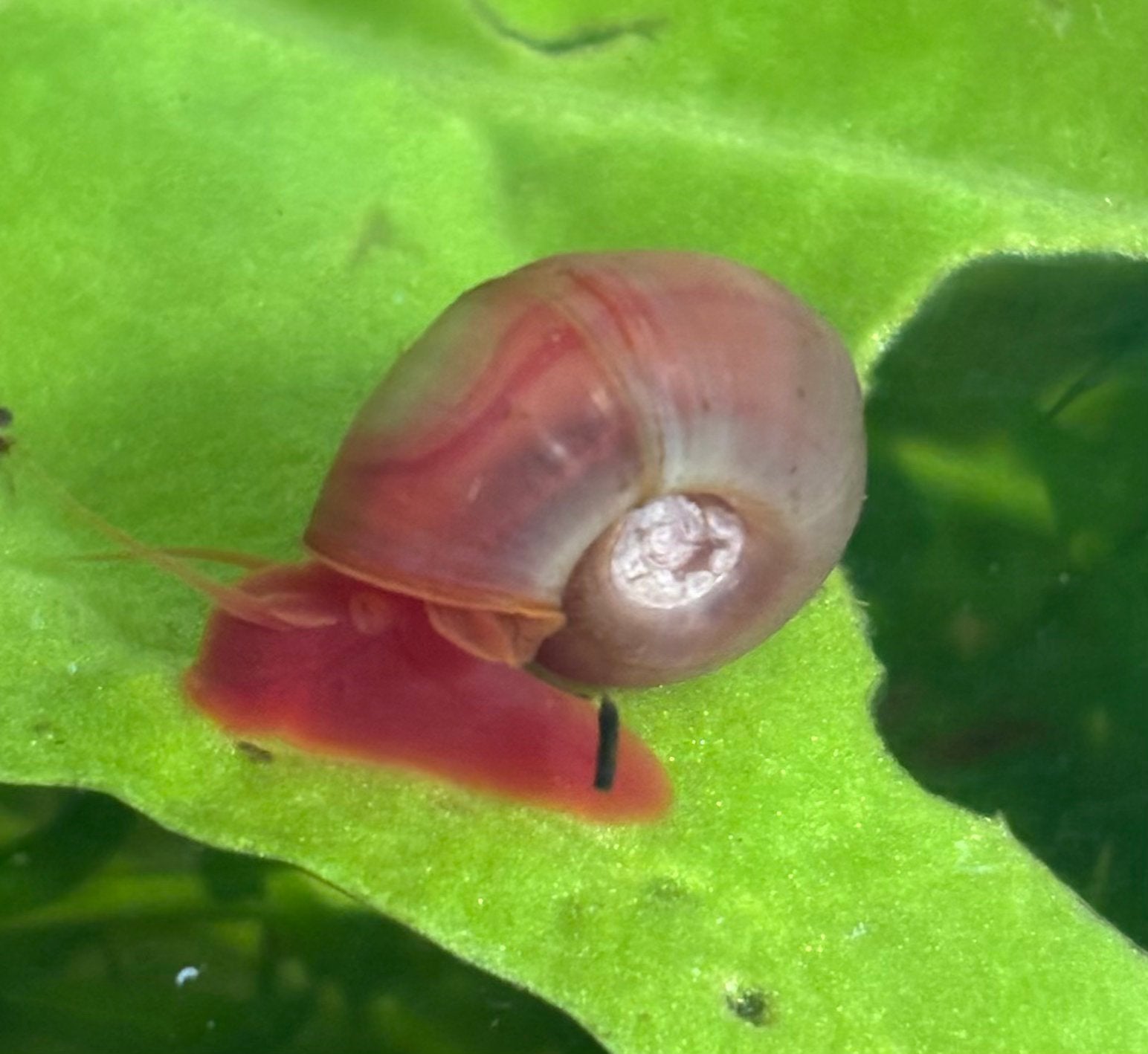 Roze posthoornslakjes, Animaux & Accessoires, Poissons | Poissons d'aquarium, Escargot ou Mollusque