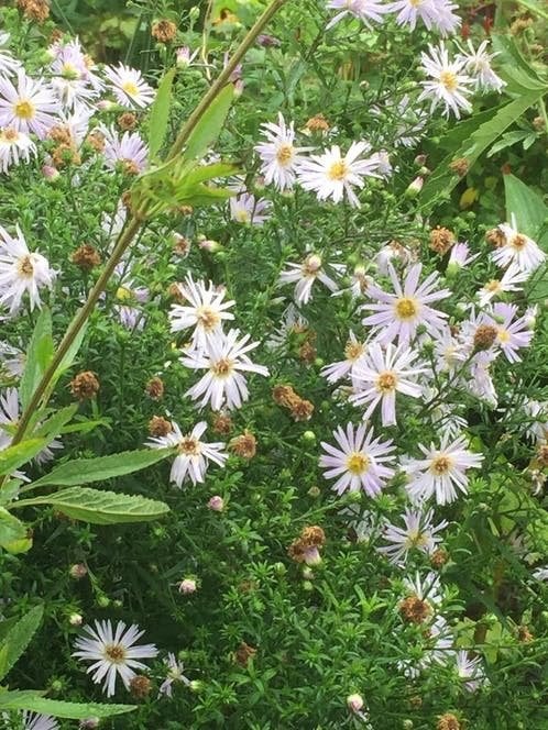 Laatste pot lichtpaarse herfstaster, Tuin en Terras, Volle zon, Vaste plant, Zomer, Ophalen