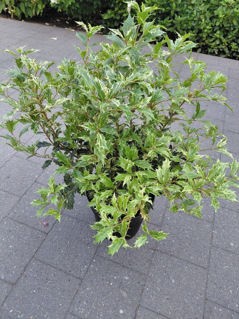 Osmanthus Goshiki, Tuin en Terras, Planten | Bomen, Ophalen, Halfschaduw