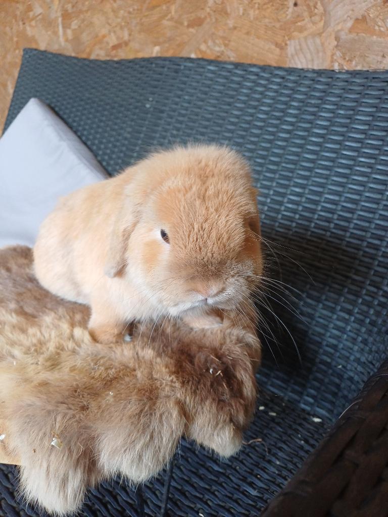 Mignon.minilop ram, Dieren en Toebehoren, Konijnen, Mannelijk, Dwerg, Hangoor, 0 tot 2 jaar