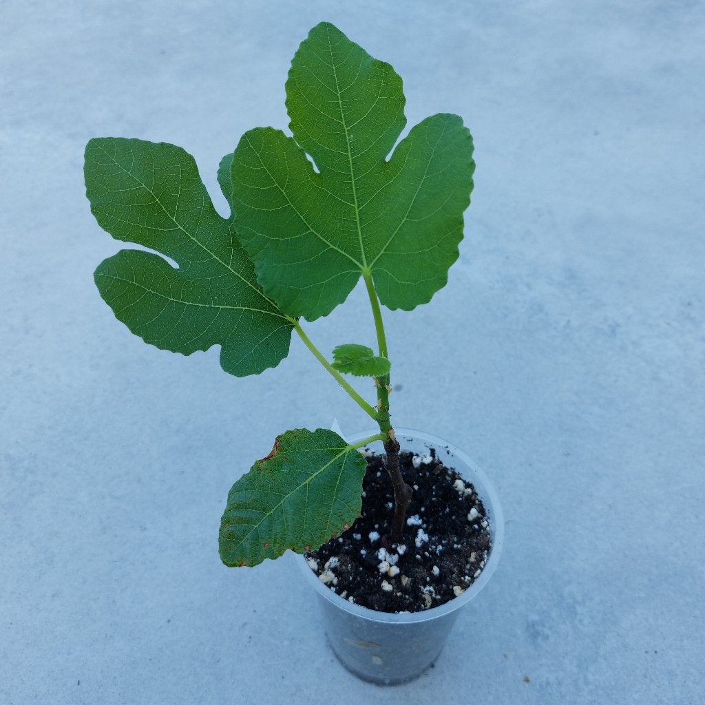Vijg Brown Turkey, Jardin & Terrasse, Plantes | Arbres fruitiers, Enlèvement, Figuier