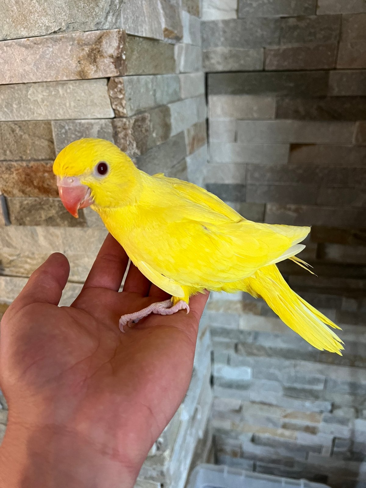 Perruche a collier lutino, Animaux & Accessoires, Perroquet nain ou Inséparable