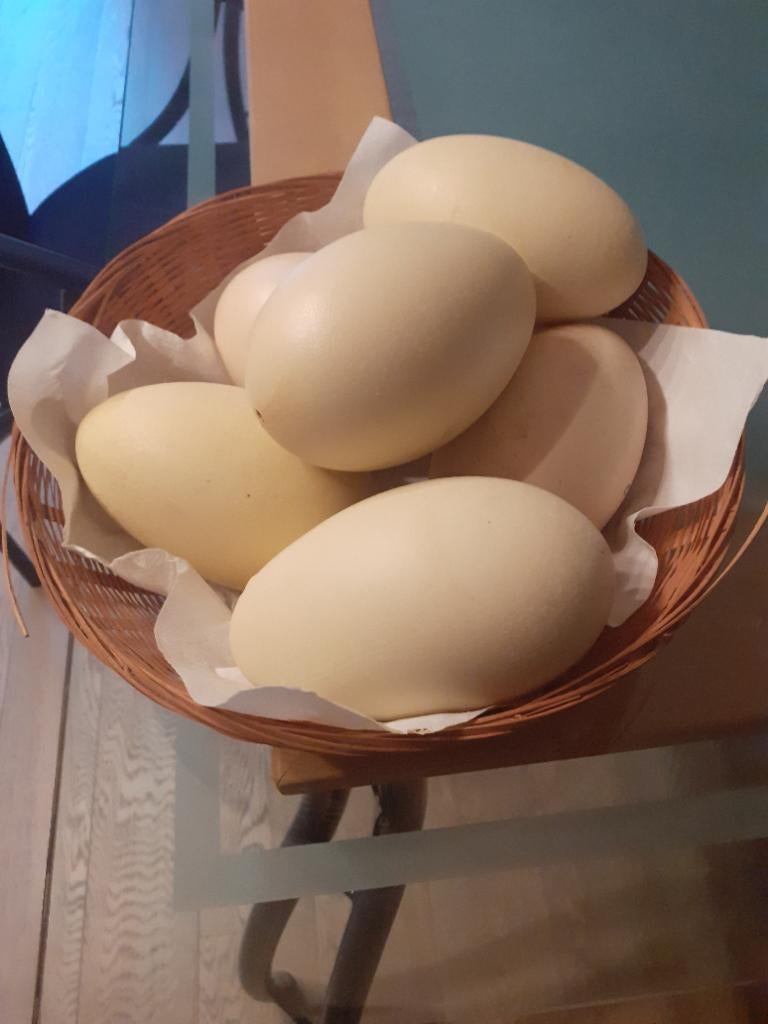 Uitgeblazen nandoe eieren, Enlèvement