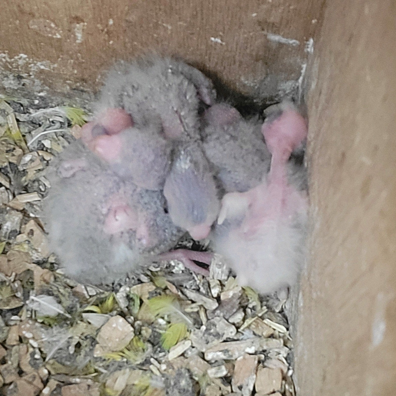 kakariki