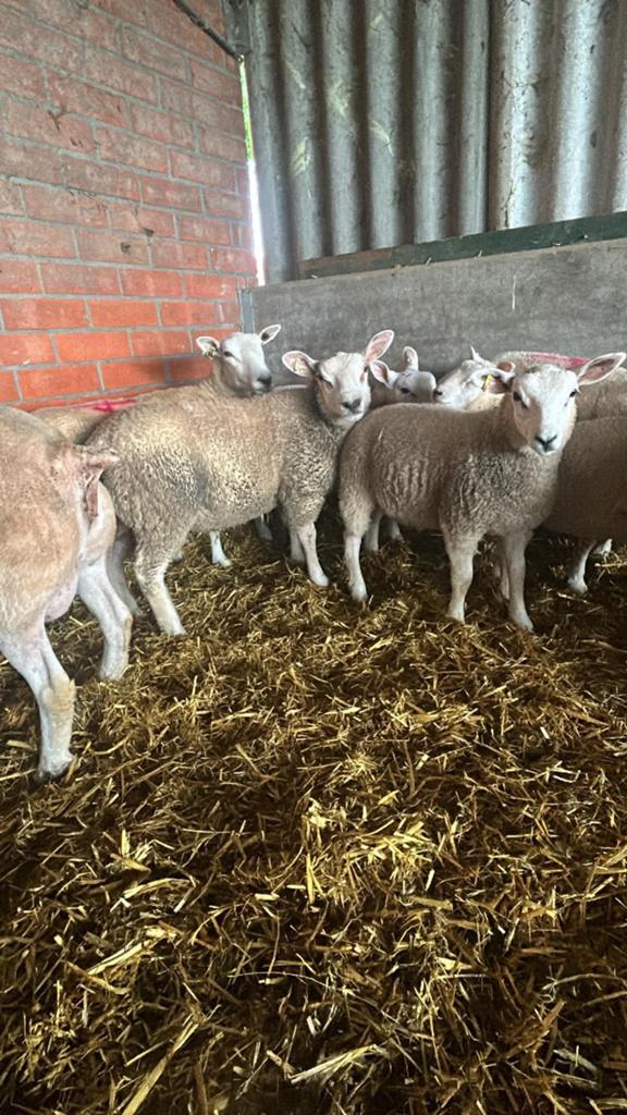 Rammen te koop, Dieren en Toebehoren, Schapen, Geiten en Varkens, Mannelijk, Schaap