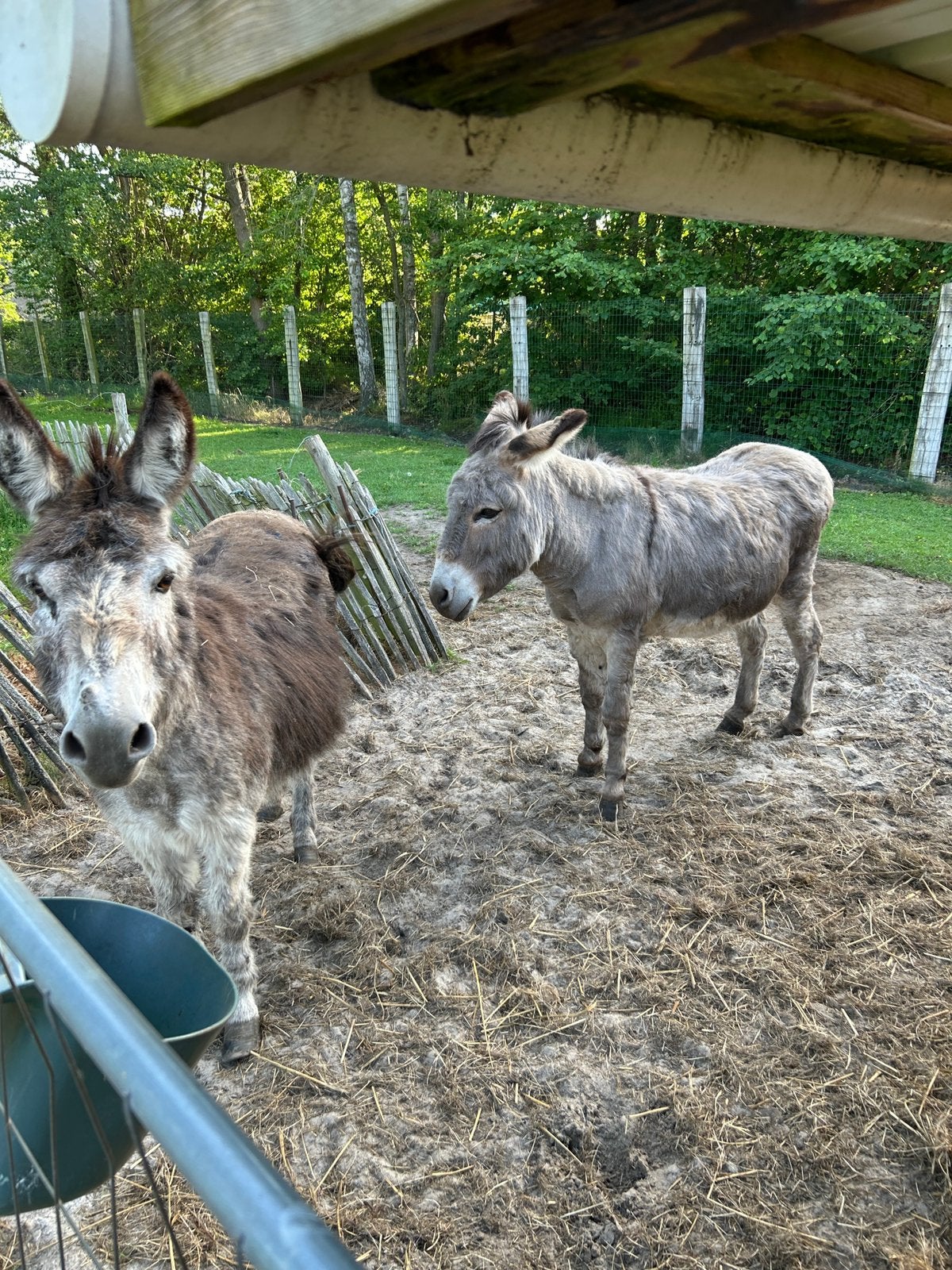 Ânes, Animaux & Accessoires, Animaux Autre, Plusieurs animaux, Septembre