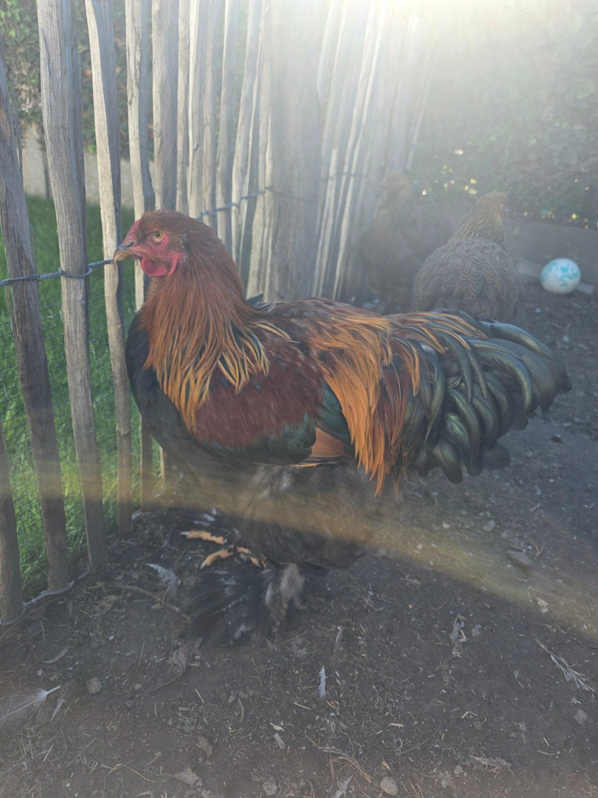 brahma goudpatrijs haan, Dieren en Toebehoren