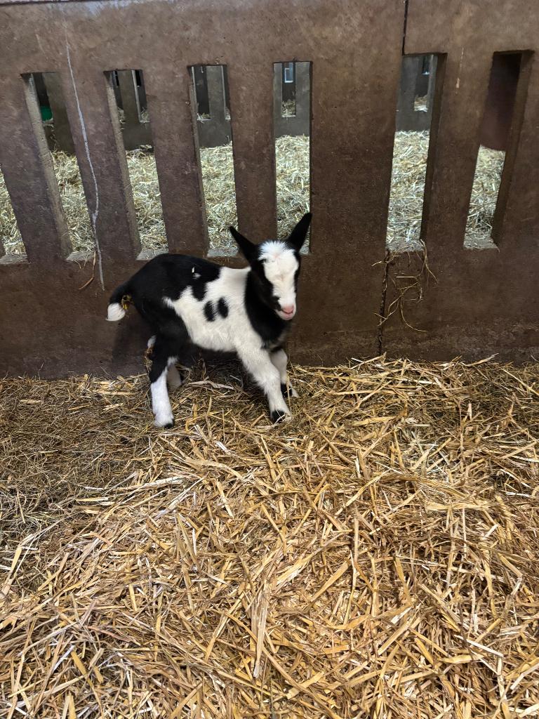 Bonte melkgeit fles bokjes, Dieren en Toebehoren, Mannelijk, Geit, 0 tot 2 jaar
