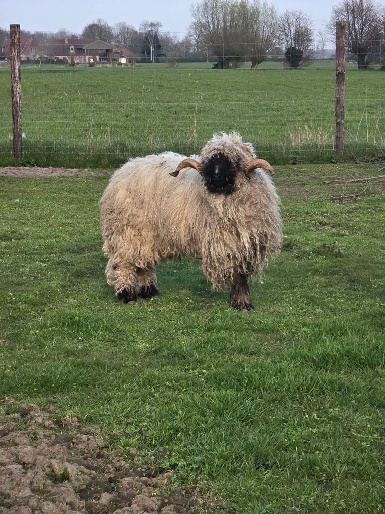 Wallisher ram, Mâle, Mouton, 3 à 5 ans