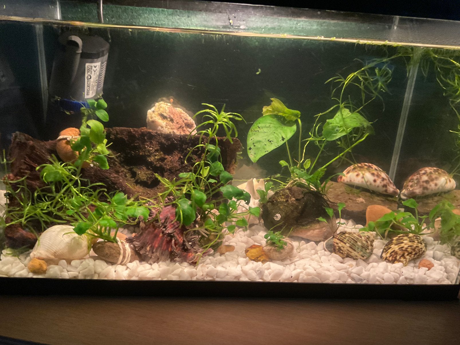 Aquariumplanten, Ophalen, Inclusief planten, Zo goed als nieuw