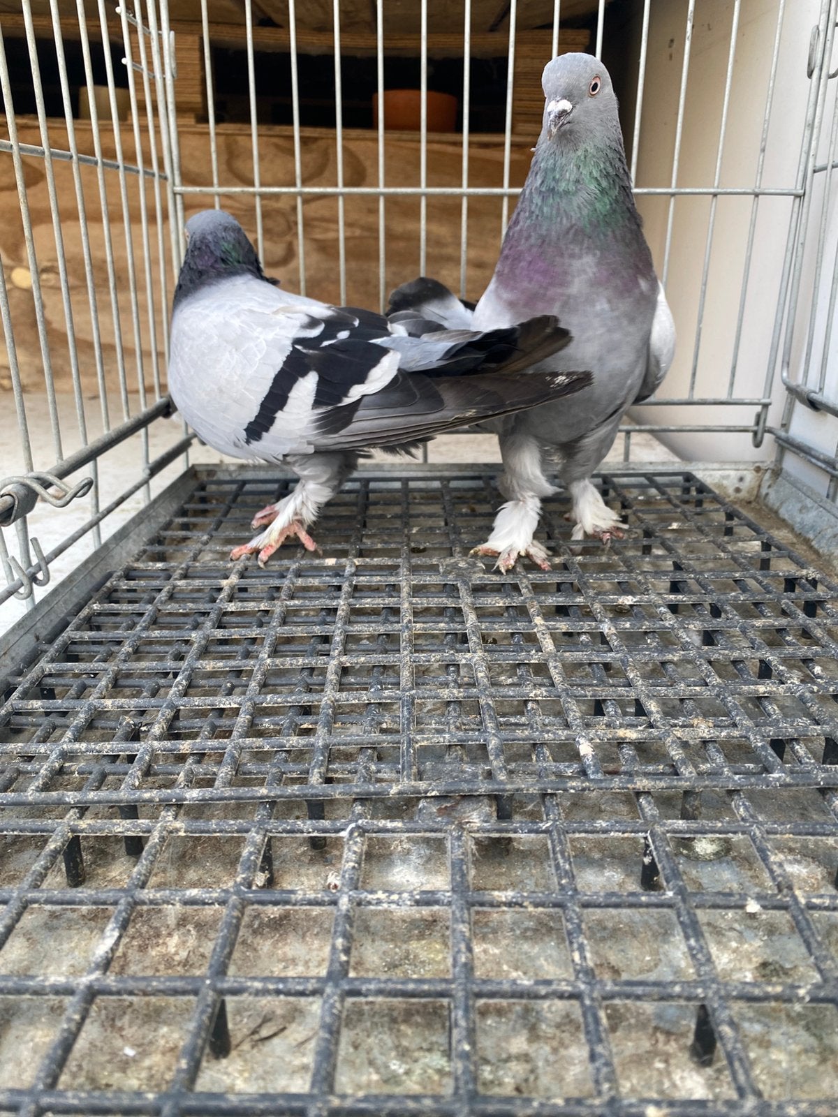 Takla gök 2x Mannelijk, Dieren en Toebehoren, Mannelijk