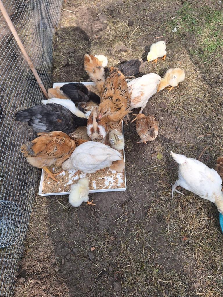 Kuikens, Dieren en Toebehoren, Pluimvee