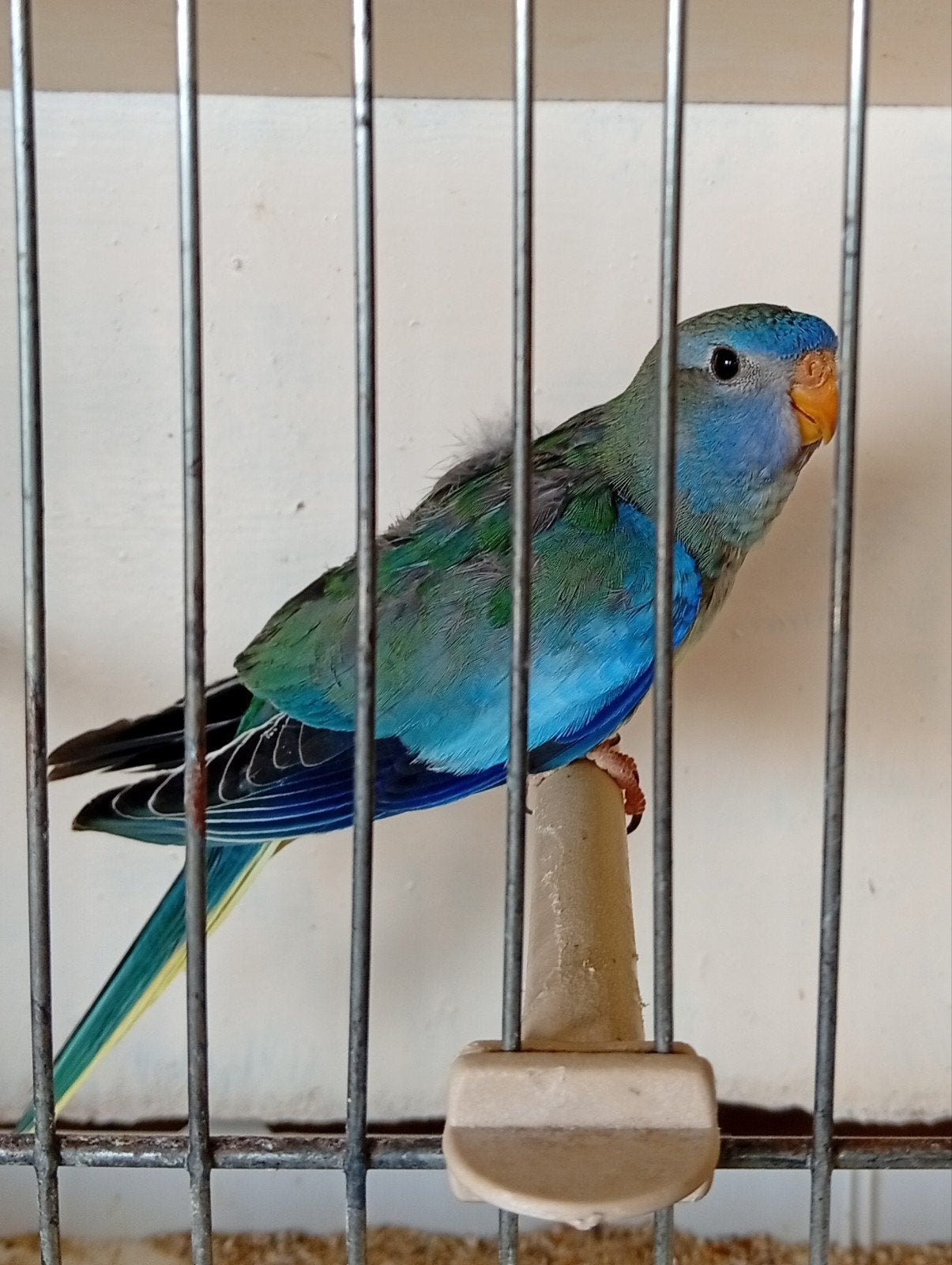Aqua violet Splendid 26, Dieren en Toebehoren, Geslacht onbekend