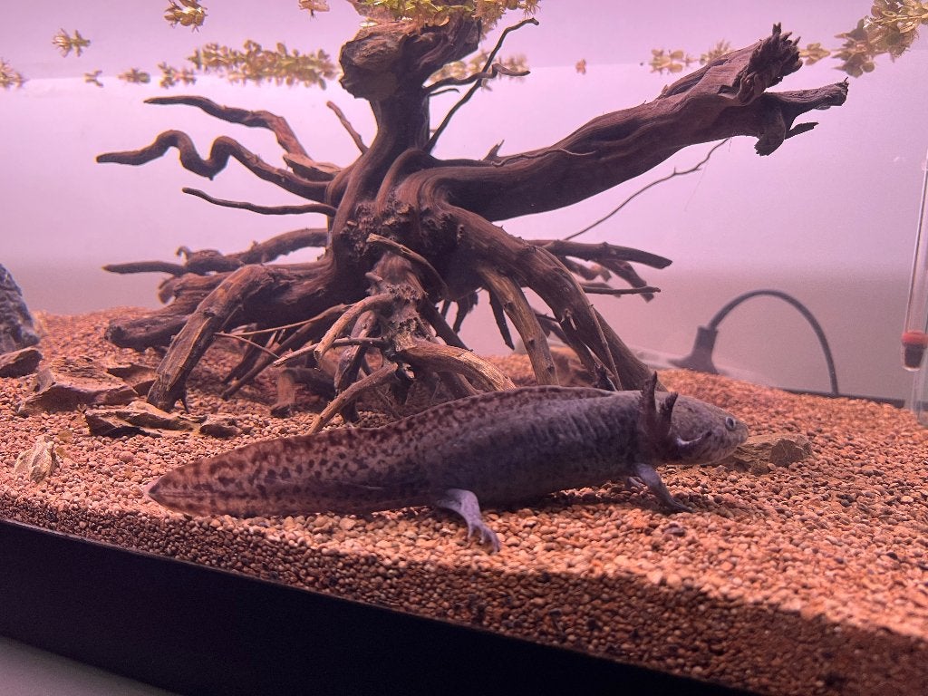 Axolotl, Dieren en Toebehoren, Reptielen en Amfibieën, Amfibie, 3 tot 6 jaar, Tam