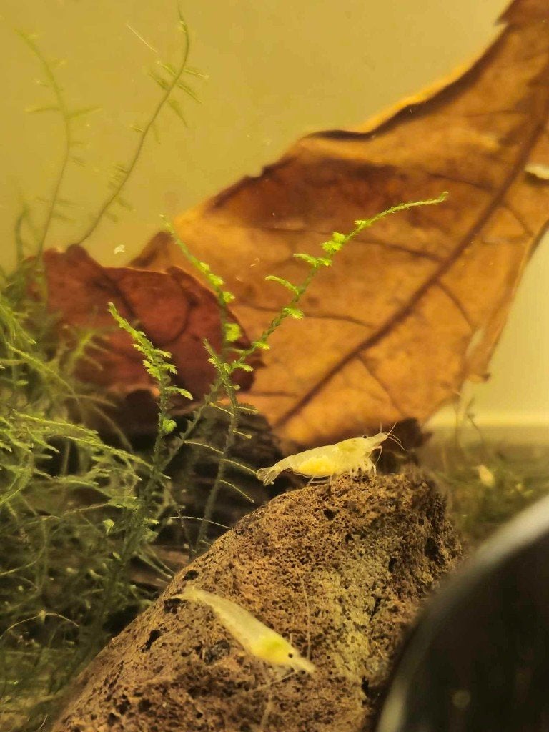 Pearl White garnaal (Neocaridina), Kreeft, Krab of Garnaal, Zoetwatervis, Schoolvis