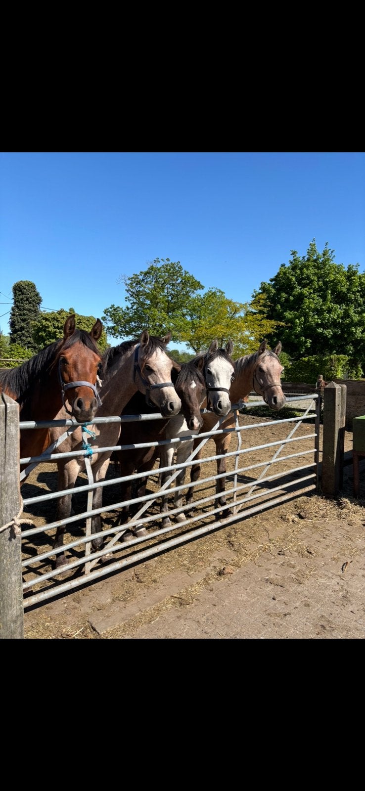 Lieve en aanhankelijke jonge Arabier ruin (4 x), Animaux & Accessoires, Chevaux, Hongre, Débourré, Moins de 160 cm, Avec pedigree